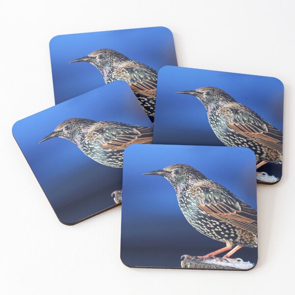 Item preview, Sunlit starling designed and sold by GreyFeatherPhot.