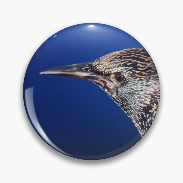 Artikelvorschau, Starling-Schillern entworfen und verkauft von GreyFeatherPhot.