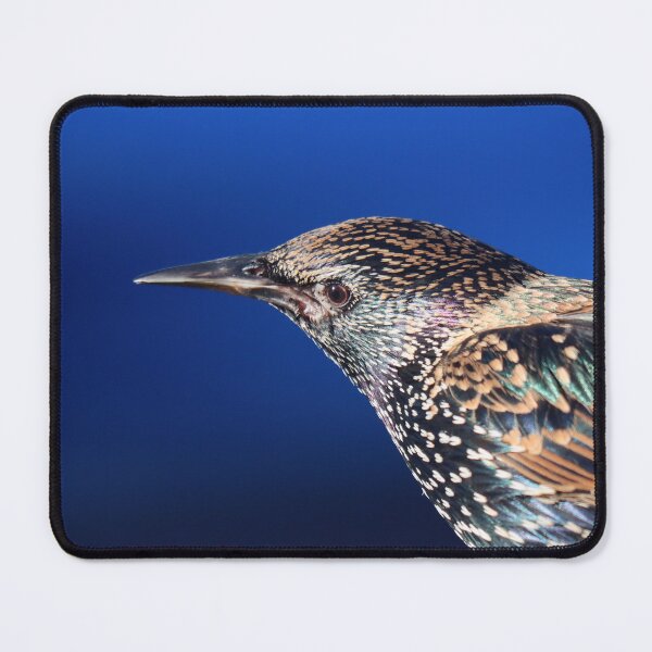 Item preview, Starling iridescence designed and sold by GreyFeatherPhot.
