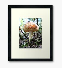 Fat Cap Mushroom Framed Print