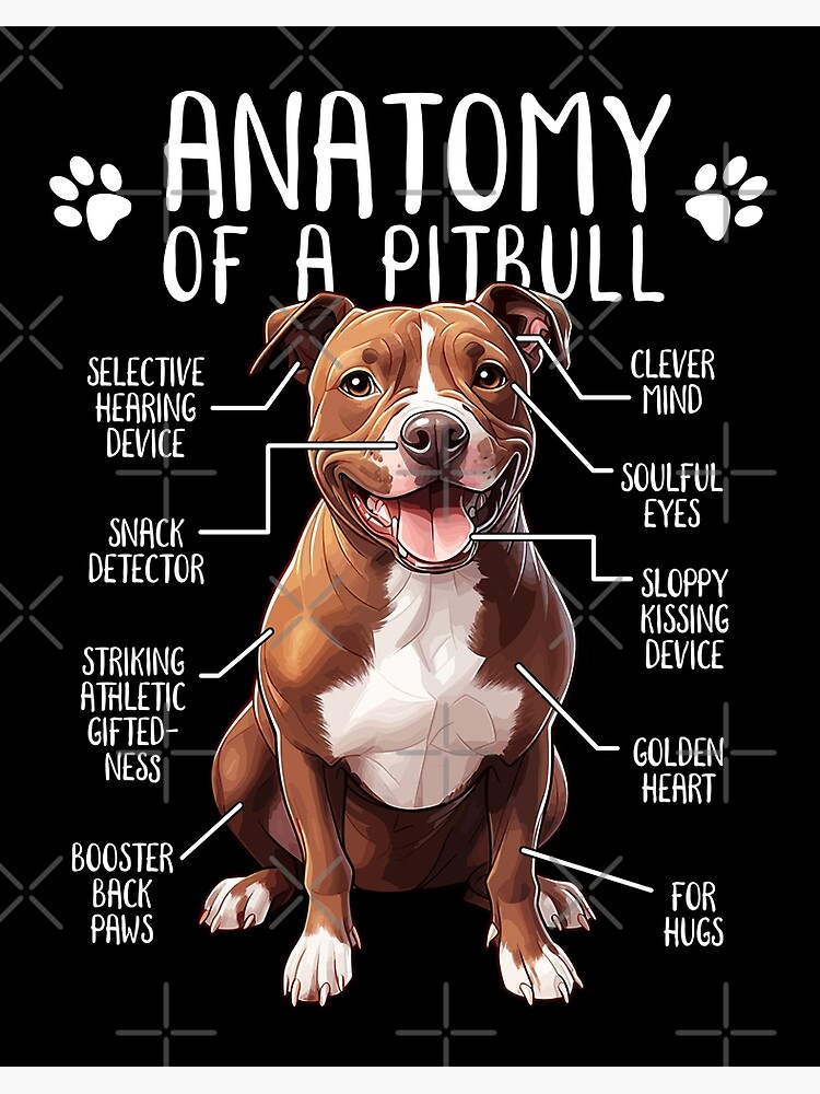 Pitbull Velcro Puppy Funny Pitbull Anatomy American Pit Bull
