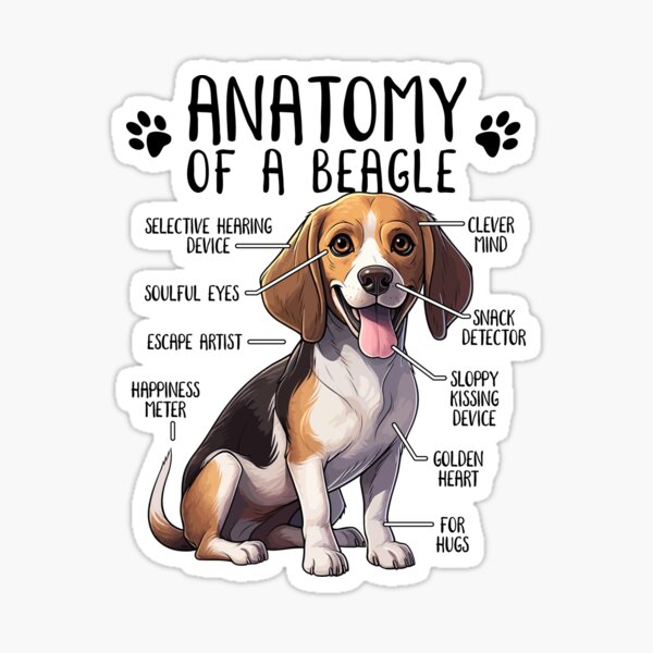 "Funny Beagle Anatomy Beagle Dog Lover Gift" Sticker for Sale by la