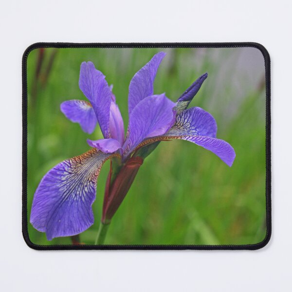 Item preview, Picture of Lily, May 2023 designed and sold by RedHillDigital.