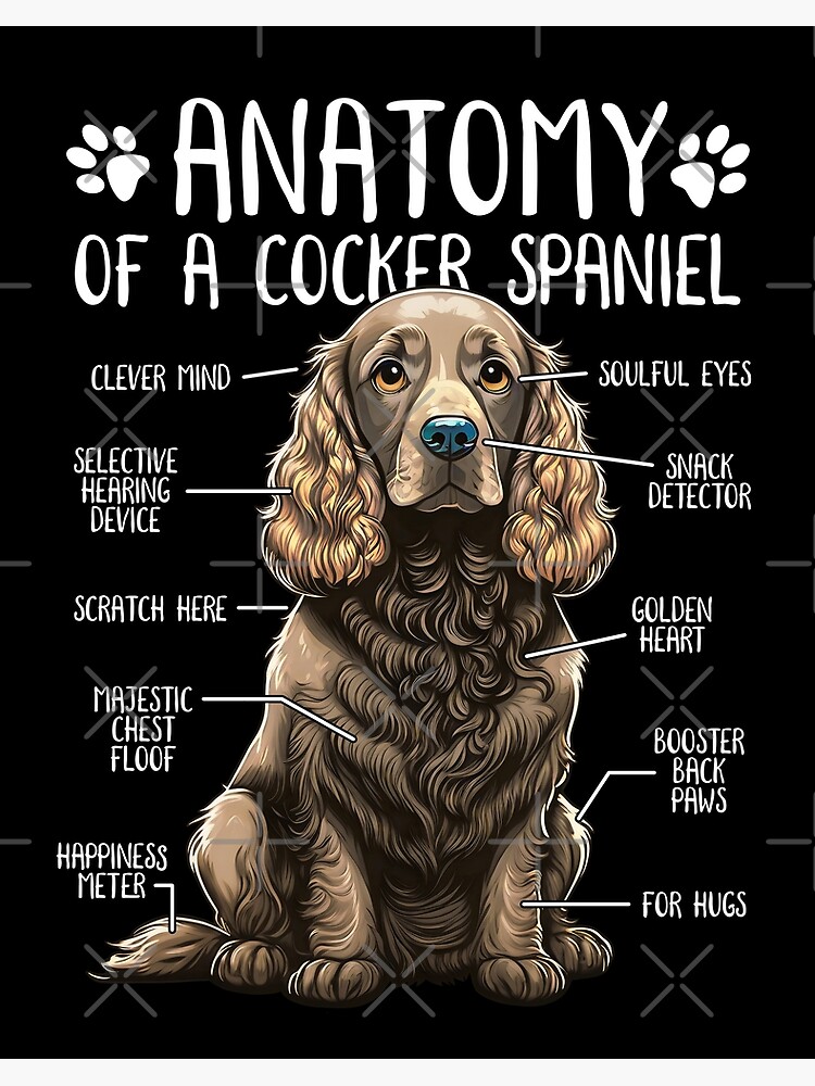 Funny Cocker Spaniel Anatomy Cocker Spaniel Dog Lover Art Board Print