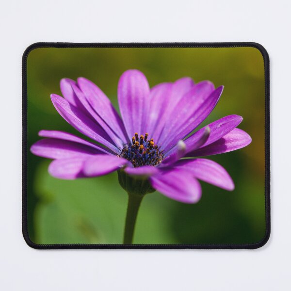 Item preview, Bornholm daisy (Osteospermum ecklonis) flower designed and sold by marcrolandscape.