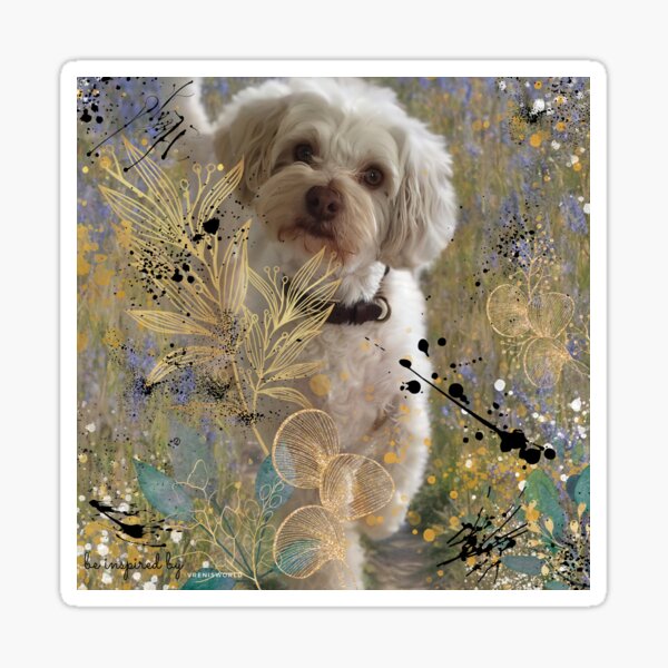 Portrait of a lovely Bolonka Zwetna Sticker