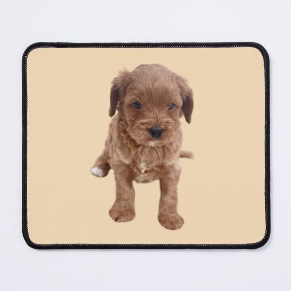 Item preview, Cavapoo Puppy designed and sold by thecavapootales.