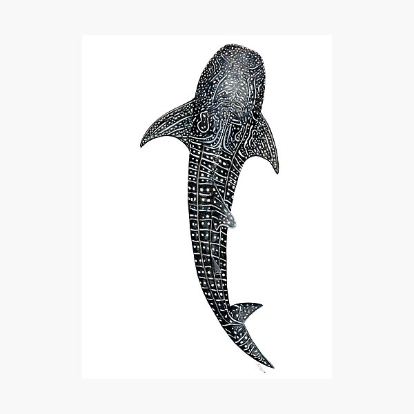 Walhai für Taucher, Haifischliebhaber und Fischer Fotodruck
