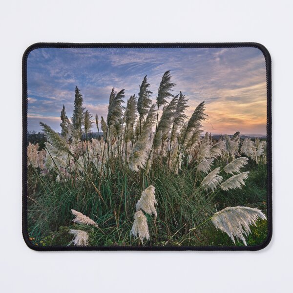 Item preview, Sunset At The Pampas Grass designed and sold by manateevoyager.