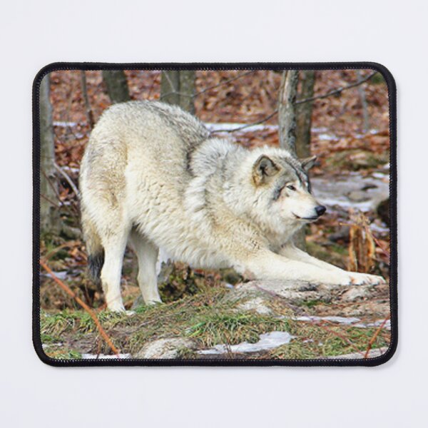 Item preview, Timberwolf stretching before the pounce. designed and sold by vette.