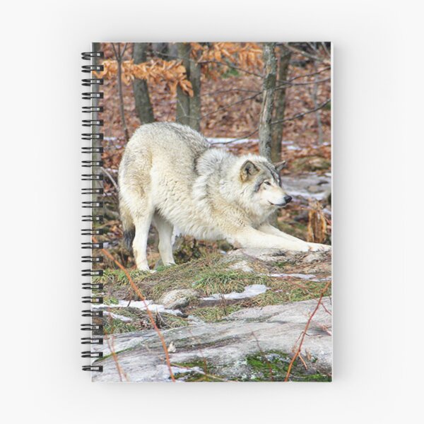 Item preview, Timberwolf stretching before the pounce. designed and sold by vette.