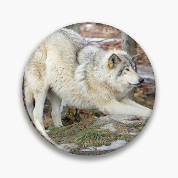 Item preview, Timberwolf stretching before the pounce. designed and sold by vette.