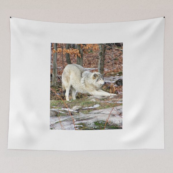 Item preview, Timberwolf stretching before the pounce. designed and sold by vette.