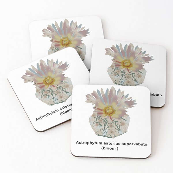 Item preview, Astrophytum asterias superkabuto designed and sold by Doooriginals.
