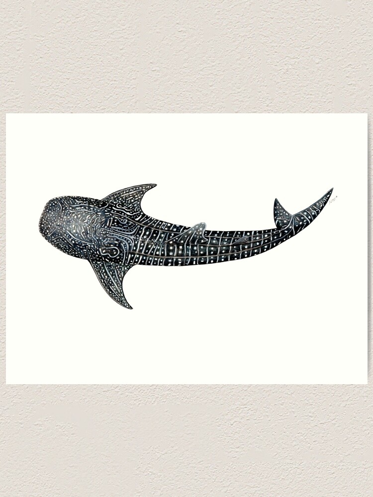 Free Free 208 Whale Shark Svg SVG PNG EPS DXF File