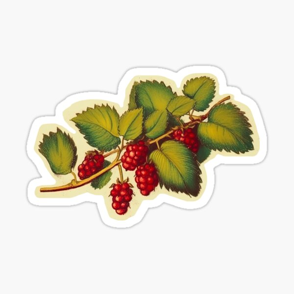 Artikel-Vorschau von Zweig der Himbeeren, designt und verkauft von EvasDreams.