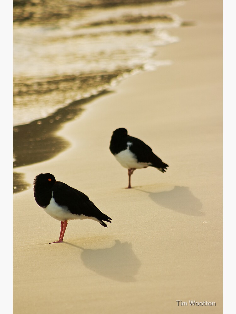 Pied Oystercatchers by wootton60