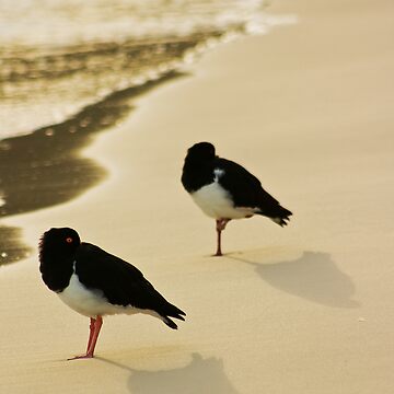 Artwork thumbnail, Pied Oystercatchers by wootton60