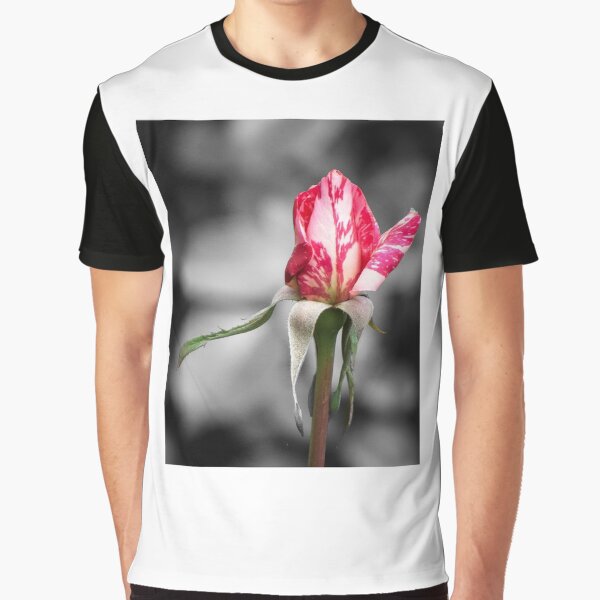 Item preview, Rose "candy Stripe" designed and sold by DPalmer.