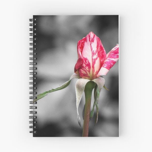 Item preview, Rose "candy Stripe" designed and sold by DPalmer.