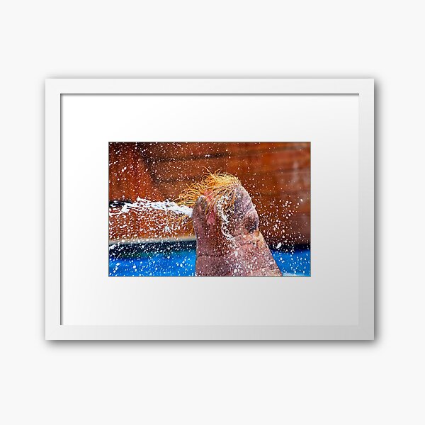Item preview, Walrus squirting water designed and sold by QuackerSnaps.