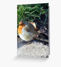 Robin at Bradford on Avon, Wiltshire, UK Greeting Card