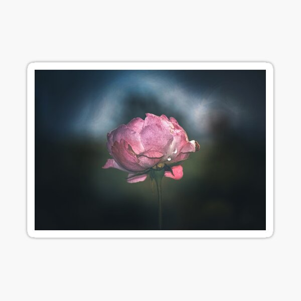 Celestial Charm: The Ethereal Rose Sticker
