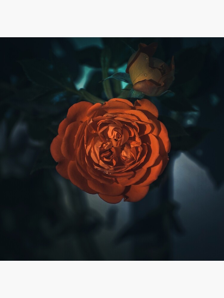 Thumbnail 3 of 3, Throw Pillow, Aurora's Kiss: The Radiant Rose designed and sold by cokemann.