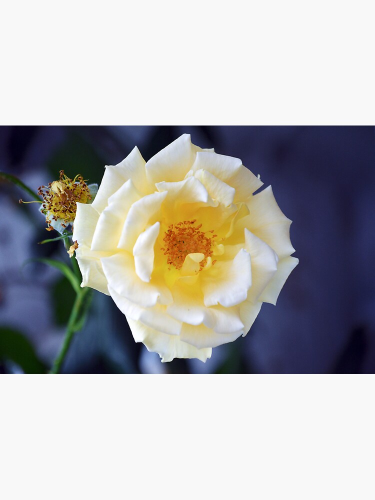 Thumbnail 3 of 3, Sticker, Waltz of Love: The Enthralling Rose designed and sold by cokemann.