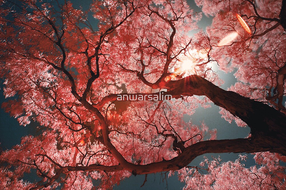 Red Sakura By Anwarsalim Redbubble