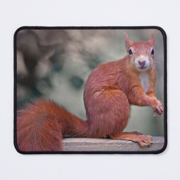 Item preview, A Nut for a Nut? designed and sold by Krys Bailey.