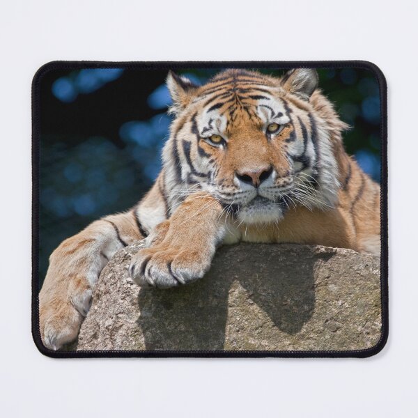 Item preview, Take my picture? Am I bovvered? designed and sold by Krys Bailey.