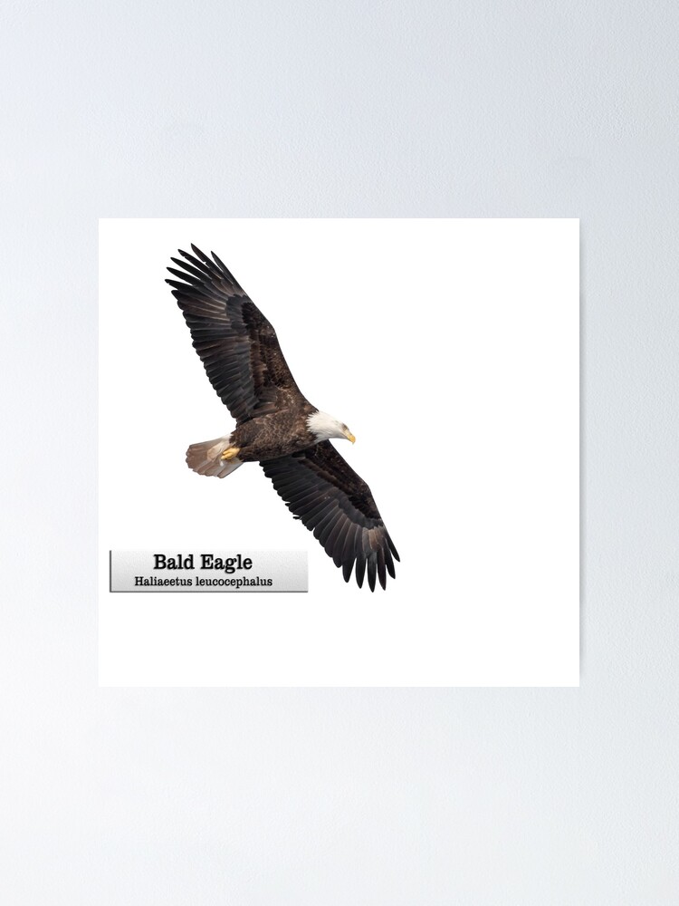 Bald Eagle - Red, White & Blue Leggings by Adamzworld