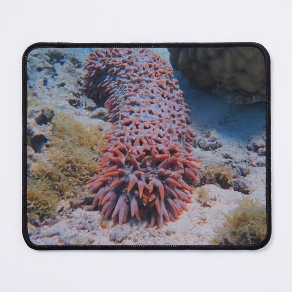Item preview, A spikey sea cucumber designed and sold by Anglemey.