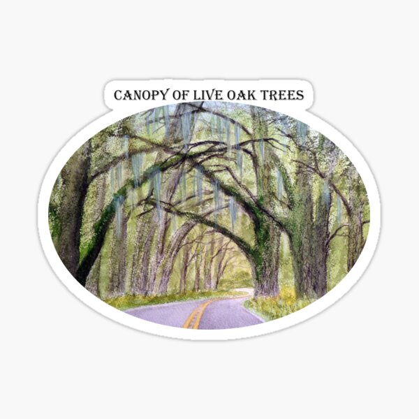 Item preview, Canopy Of Live Oak Trees designed and sold by William Holkham.