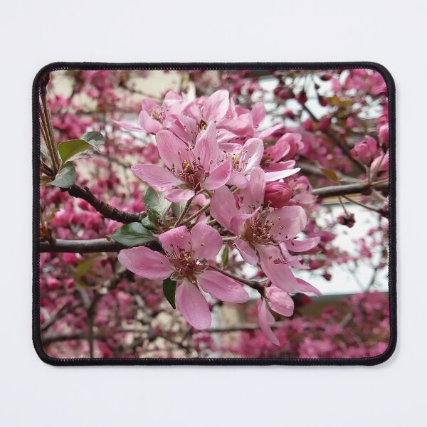 Item preview, Close up of Cherry plum with pink blossoms original artwork designed and sold by paragonDesign28.