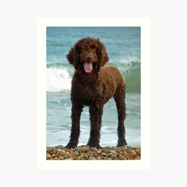 Irish water spaniel enjoying the sea Greeting Card