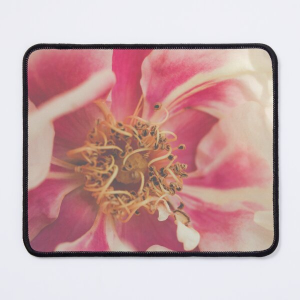 Item preview, Blushing Close-Up I Rose Photography designed and sold by KEnzPhotography.
