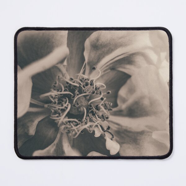 Item preview, Vintage Toned Blushing Close-Up I Rose Photography designed and sold by KEnzPhotography.