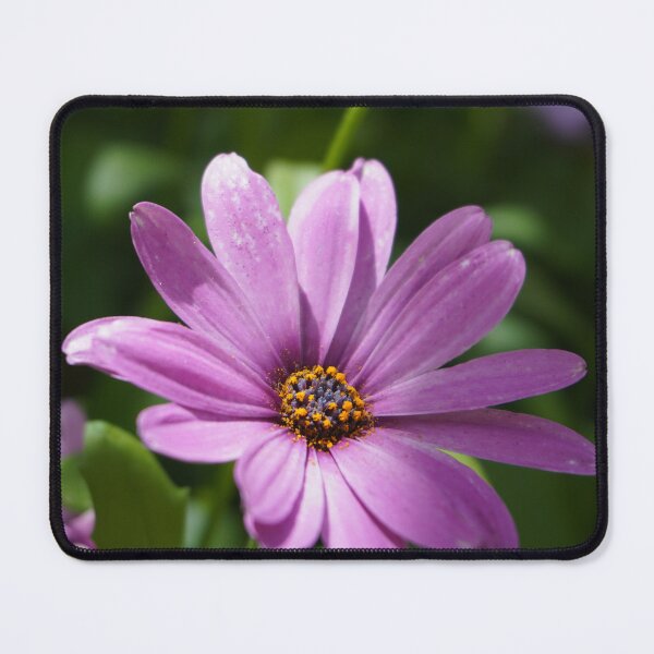 Item preview, Purple coneflower  designed and sold by Bloom-N-Blossom.