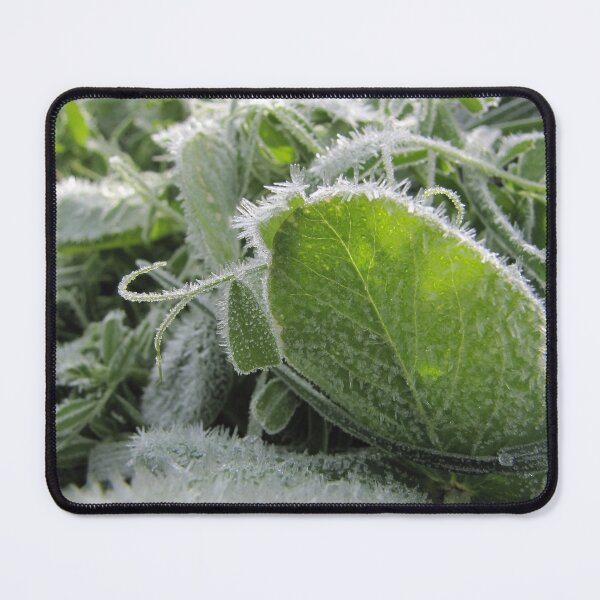Item preview, Stay Frosty designed and sold by BuyByButterfly.