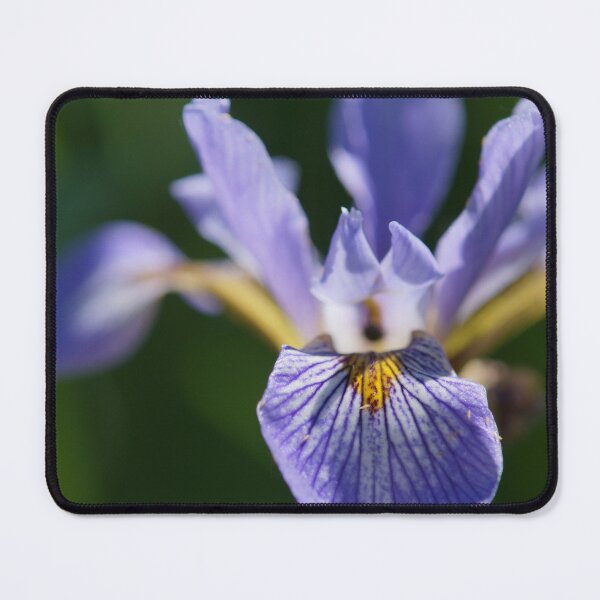 Item preview, Wild Iris Versicolor in Full Bloom designed and sold by BuyByButterfly.