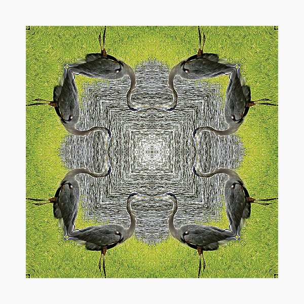 Blue Heron Photographic Print
