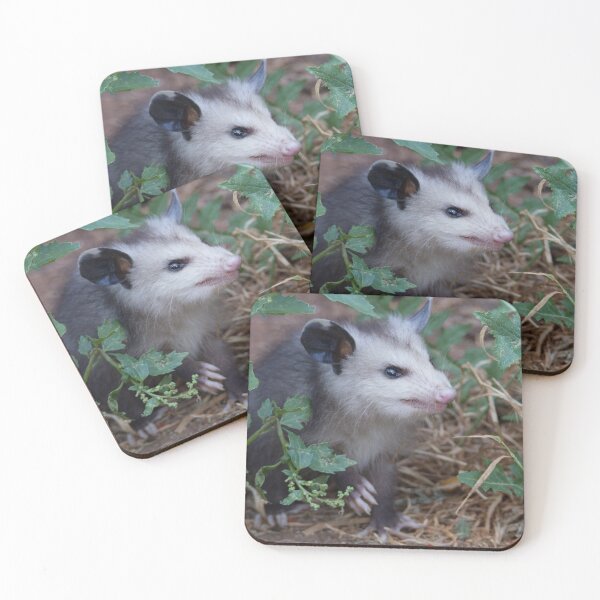 Item preview, Young Possum designed and sold by Wayne Thomson.