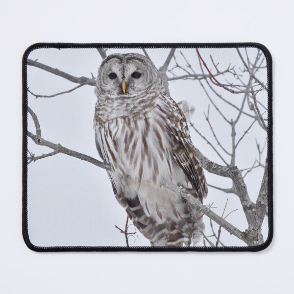 Artikelvorschau, Barred Owl entworfen und verkauft von Lezlie Smith.