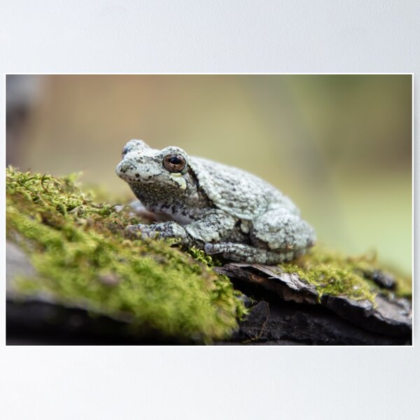 New Baby Green Tree Frog Photograph by Kathy Baccari - Pixels