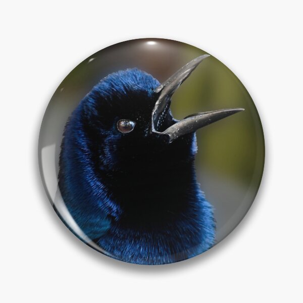 Item preview, Grackle Song designed and sold by richardbryce.