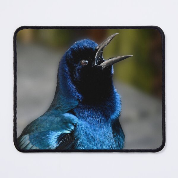 Item preview, Grackle Song designed and sold by richardbryce.