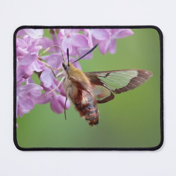 Item preview, Hummingbird Moth and Purple Lilacs designed and sold by Lezlie Smith.