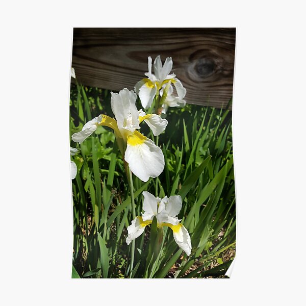 Roadside White Irises Poster